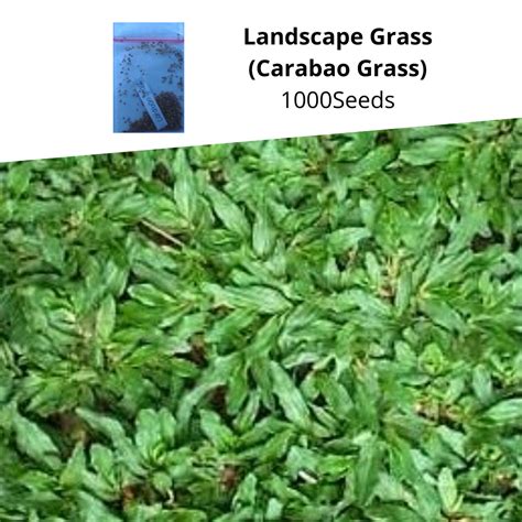 grass in the philippines